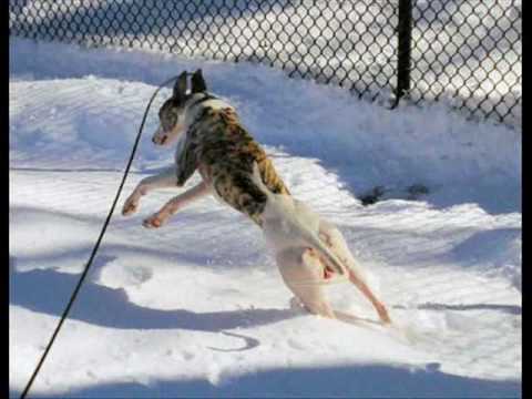 Whippet Wonderland