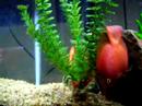 Red Parrot Fish