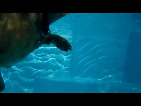 boys and a dog in the pool