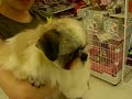 ?????shih tzu