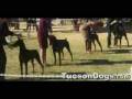 Doberman Show 2008, Tucson AZ
