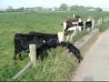 videos de Teagan Getting Cow Kisses!