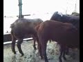 GOATS FOR SLAUGHTER AT EID UL ADHA VIDEO TAKEN ON 27.11.09 AT MY HOME (1).3gp