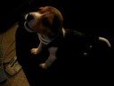 Wayne the Prepubescent Howling Beagle Puppy