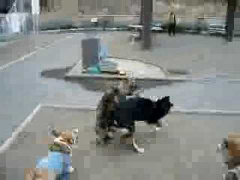 Shikoku Dog 20070318