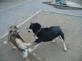 Shikoku Dog 20070318 Shikoku Dog 20070318