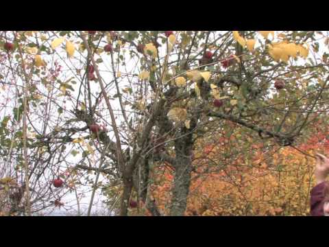 how to care for an apple tree