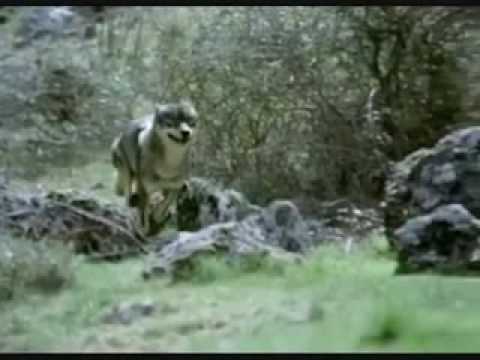 vargtimmen - 
