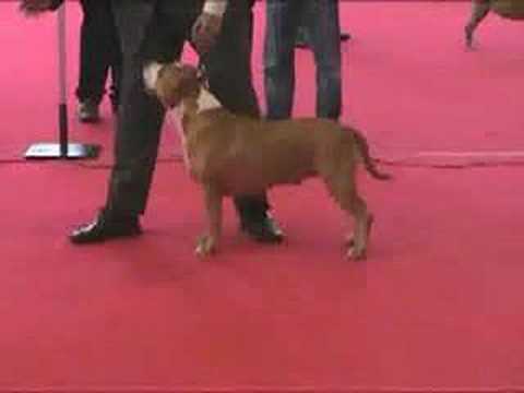 American Staffordshire