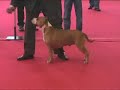 DOG SHOW ALICANTE 2007 - AMERICAN STAFFORDSHIRE TERRIER
