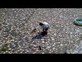 07092009.mp4