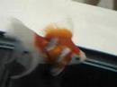 Goldfish judging at Koi America, filmed by Carlie