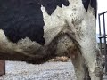 Hairy Holstein Heifer