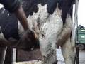 Hairy Holstein Heifer