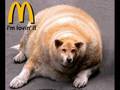 Mcdonalds slide show