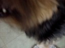 Crazy Psycho Dog!