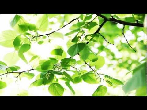 Forests -