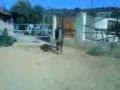 حصان عربي في كابول (العيار)