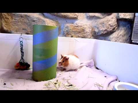 how to treat guinea pig mites