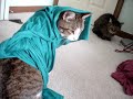 Eva and Poor Nick: Feline Courtship