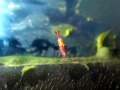 Click here to watch this video cherryshrimp.MOV