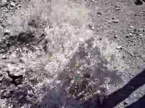 Interview with a saltbush/desert holly