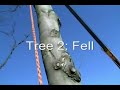 Tree work 3 Maples
