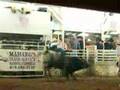 Bidlack rides a bull