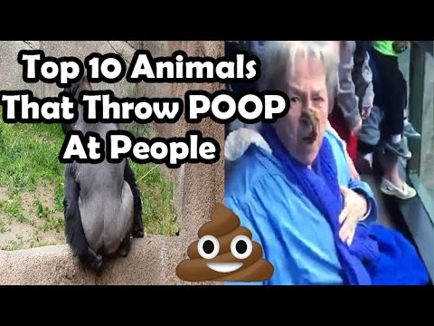 Top 10 animals throwing poop at people (MONKEY THROWS POOP AT GRANDMA) poo throwing monkeys