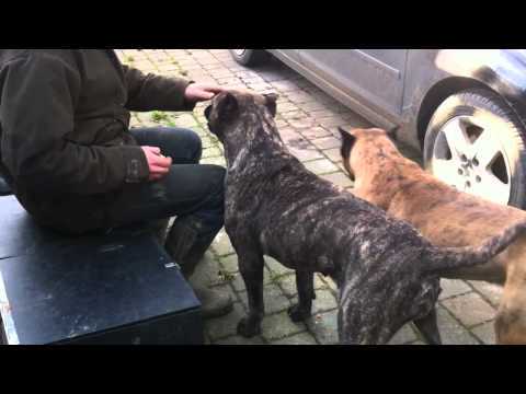 Canary Dog - Presa Canario dogs. No stupid comments please. Very happy to answer genuine questions.