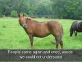 Horse live export for slaughter