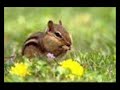 hoodie-chipmunk style