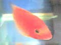 Red Mammon, Red Flowerhorn