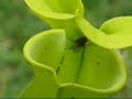 capture plante carnivore capture plante carnivore