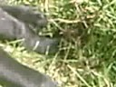 puppy lurcher eats the hole he digs