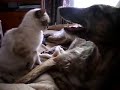 big dog, little kitty, play fight.. big dog, little kitty, play fight..