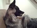 videos de Germand Shepherd snarling at Morkie