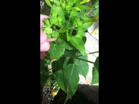 how to harvest gladiolus seeds