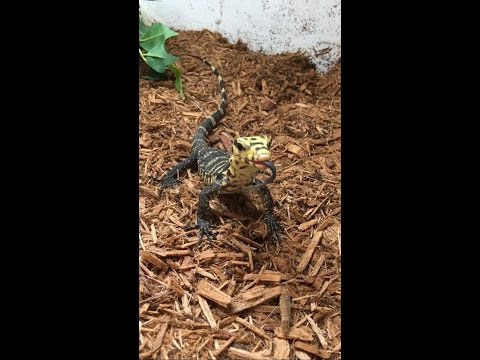 YouTube reptile video