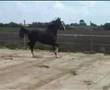 videos de tuigpaard dutch harness horse