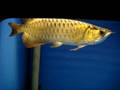 FlowerhornUSA.com - OTF Xback Golden Arowana