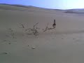 Medanos de Coro. Venezuela