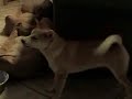 shiba inu puppies, kiko and taizo sharing a bone