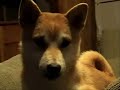 shiba inu puppies, kiko and taizo sharing a bone