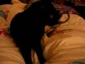 Luna playing on my bed