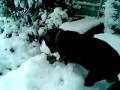 videos de Athos y Porthos jugando con la nieve