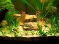 Rainbowfish aquarium update1