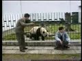 When,Pandas,Attack