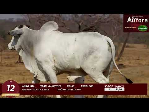 4� De Olho na Fazenda - NELORE AURORA participa��o Chico Paulic�ia