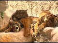 Kickass Miracles - Tiger Petting Kickass Miracles - Tiger Petting